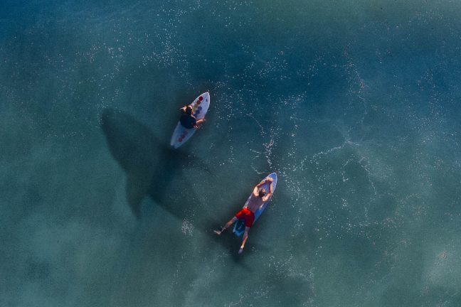Les drones pour prévenir les attaques de requins