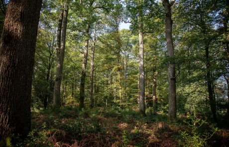 Les forêts essentielles à la lutte contre le changement climatique