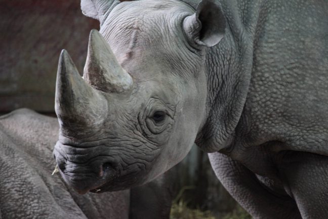 Les rhinocéros noirs de retour au Rwanda 10 ans après leur disparition