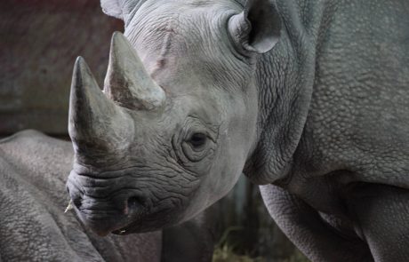Les rhinocéros noirs de retour au Rwanda 10 ans après leur disparition