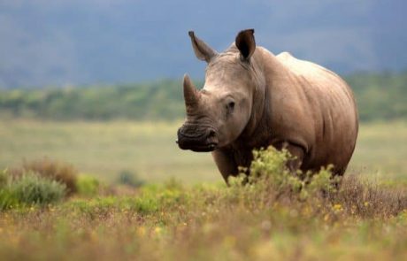 Les rhinocéros au Kenya font face à une nouvelle menace : des bactéries résistantes aux médicaments