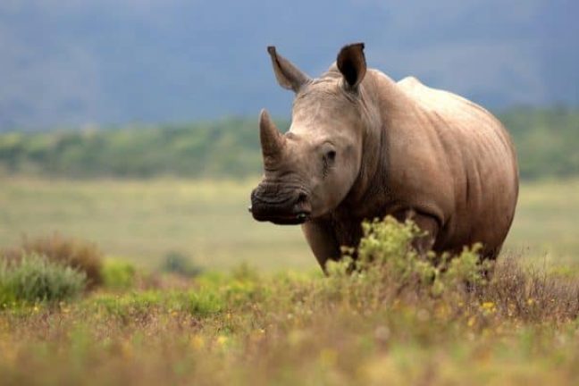 Les rhinocéros au Kenya font face à une nouvelle menace : des bactéries résistantes aux médicaments