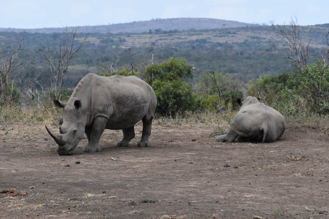 Une femelle rhinocéros blanc du Sud, espèce menacée, inséminée artificiellement