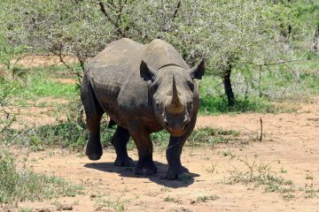 Le Kenya déplore la mort de 8 rhinocéros noirs