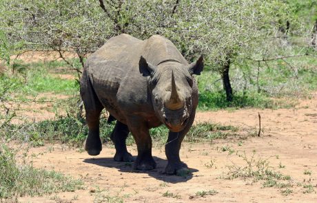 Le Kenya déplore la mort de 8 rhinocéros noirs