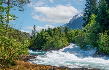 Les rivières, artères vitales de la nature