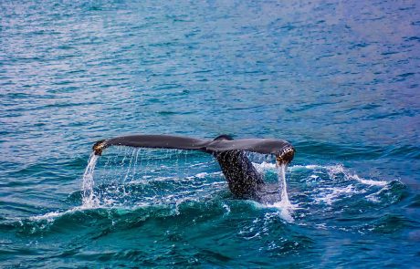 La WWF démontre l’ampleur de la pollution de la Méditerranée par les phtalates