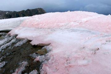 Des scientifiques sondent le lien entre le “sang de neige” et le changement climatique