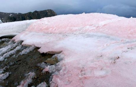 Des scientifiques sondent le lien entre le “sang de neige” et le changement climatique