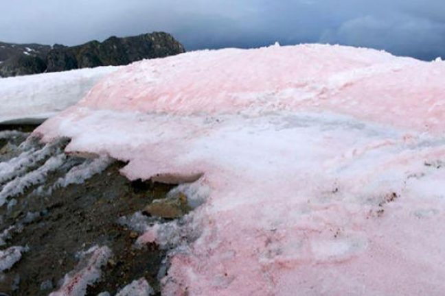 Des scientifiques sondent le lien entre le “sang de neige” et le changement climatique