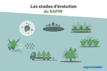 Les stades d’évolution du sapin