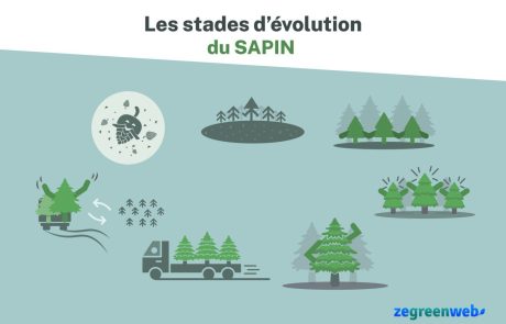 Les stades d’évolution du sapin