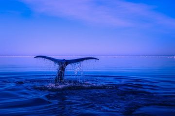 Protéger les milieux aquatiques : un enjeu vital pour la planète et l’humanité