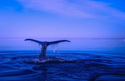 Protéger les milieux aquatiques : un enjeu vital pour la planète et l’humanité
