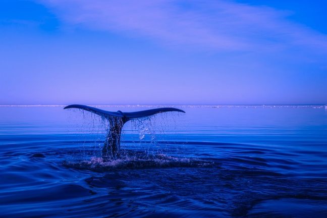 Protéger les milieux aquatiques : un enjeu vital pour la planète et l’humanité