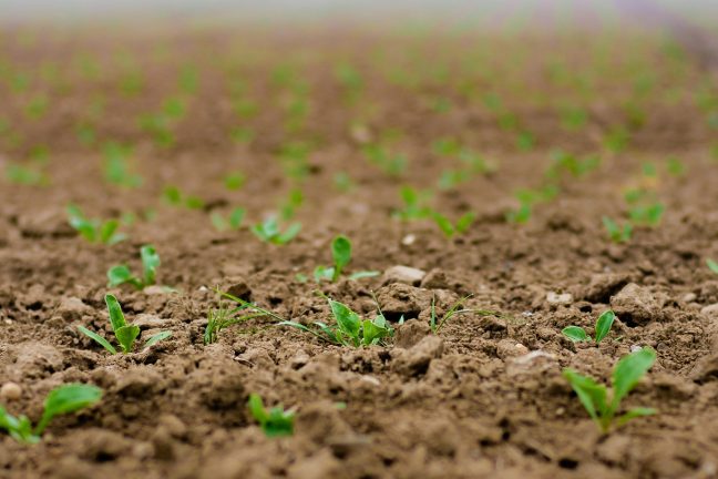 L’autorisation d’utilisation des néonicotinoïdes pour la betterave à sucre suspendue par une décision de l’UE