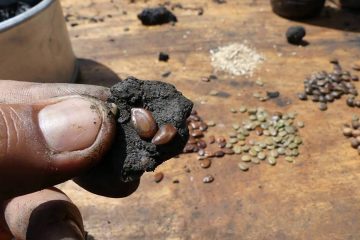 Les Kenyans reconstituent leurs forêts avec des lance-pierres