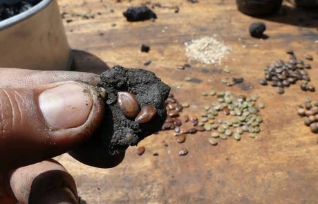 Les Kenyans reconstituent leurs forêts avec des lance-pierres