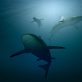 Non, les requins ne sont pas silencieux