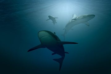 Non, les requins ne sont pas silencieux