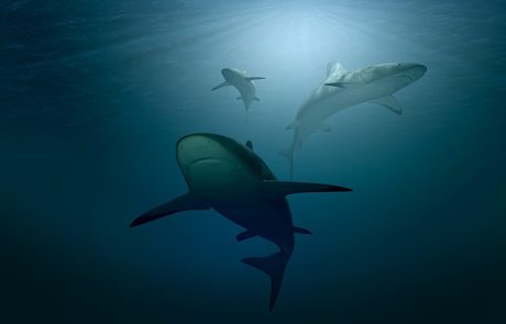 Non, les requins ne sont pas silencieux