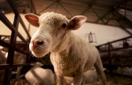 Loi Duplomb : tensions croissantes autour des députés écologistes et insoumis en Gironde