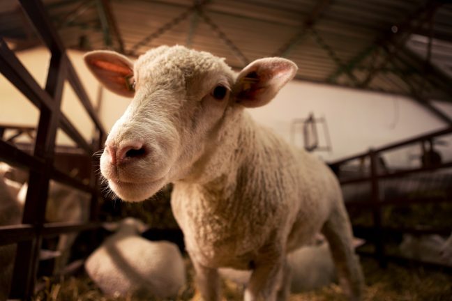 Loi Duplomb : tensions croissantes autour des députés écologistes et insoumis en Gironde