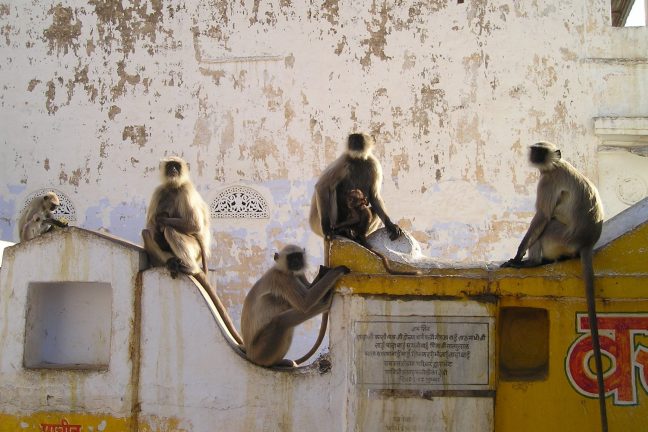 Les primates gravement menacés d’extiction