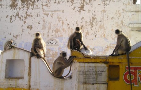 Les primates gravement menacés d’extiction