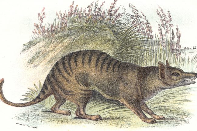 Le tigre de Tasmanie victime du réchauffement climatique?