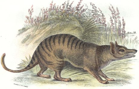 Le tigre de Tasmanie victime du réchauffement climatique?
