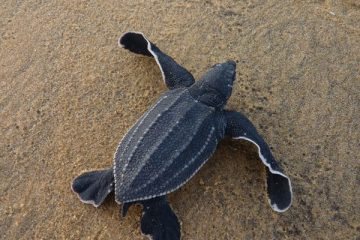 Le coronavirus permet un « baby-boom » de tortues de mer en Thaïlande