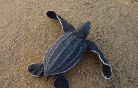 Le coronavirus permet un « baby-boom » de tortues de mer en Thaïlande