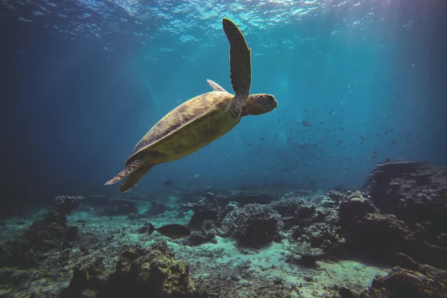 Des tortues de mer renvoyées dans l’océan après une cure de désintoxication au plastique