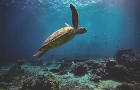 Des tortues de mer renvoyées dans l’océan après une cure de désintoxication au plastique