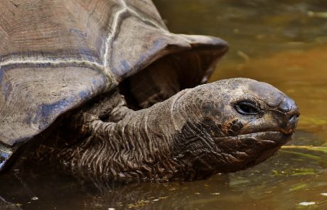 Galapagos : une tortue que l’on croyait éteinte refait surface