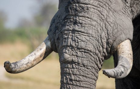 Le Cambodge en pleine lutte contre le trafic d’ivoire