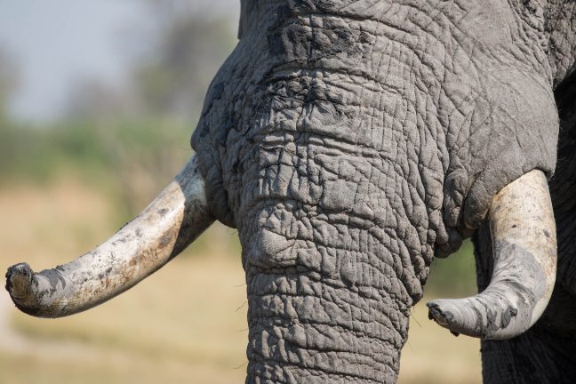 Le Cambodge en pleine lutte contre le trafic d’ivoire