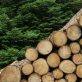 La filière forêt-bois, figure de proue de la transition énergétique tricolore