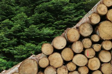 La filière forêt-bois, figure de proue de la transition énergétique tricolore