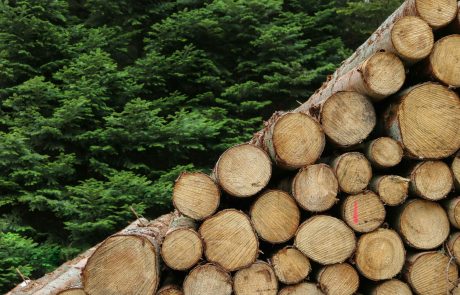 La filière forêt-bois, figure de proue de la transition énergétique tricolore