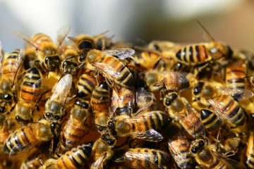 Mise au point du premier vaccin pour abeilles