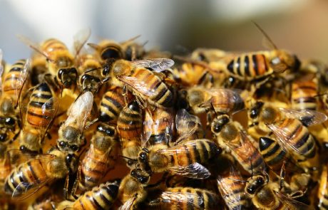 Mise au point du premier vaccin pour abeilles