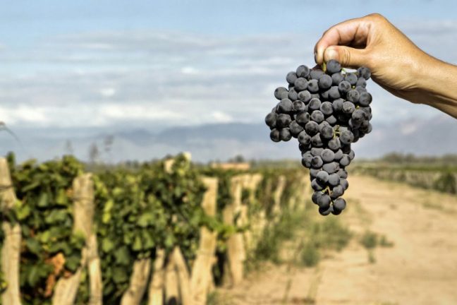La production française de vins en hausse de 18 % après des vendanges précoces