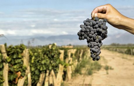 La production française de vins en hausse de 18 % après des vendanges précoces