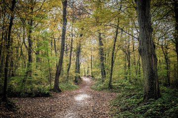 Vers un renforcement des renouvellements forestiers