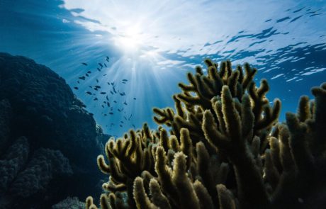 La vie marine en souffrance du fait des températures inégalées au sein du golfe de Thaïlande