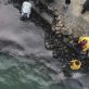 La vie marine autour de Maurice meurt alors que la marée noire des navires japonais se propage
