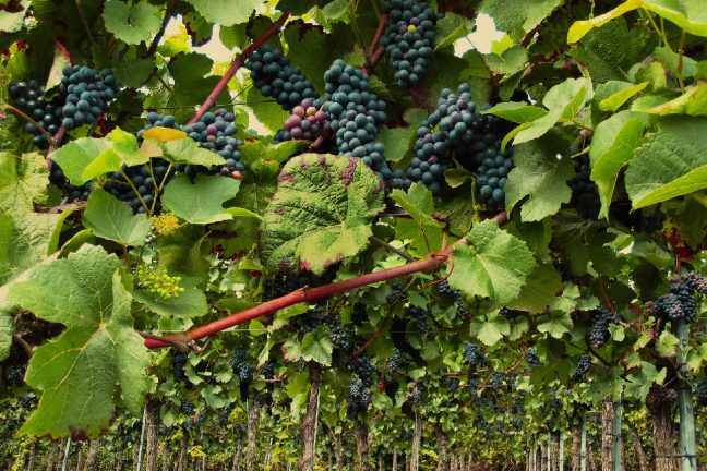 Gironde : un non-lieu prononcé dans l’affaire de l’épandage de fongicide de deux domaines viticoles