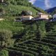 Faut-il arrêter de boire du prosecco pour des raisons environnementales ?
